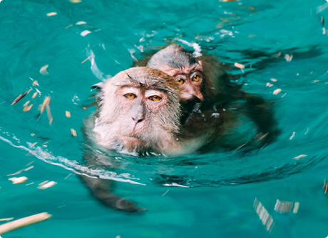 Monkey Iceland